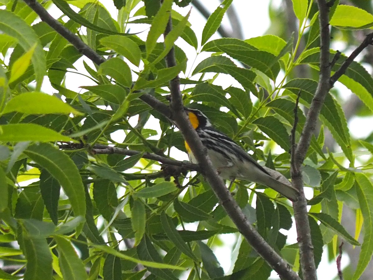 Yellow-throated Warbler - ML618192806