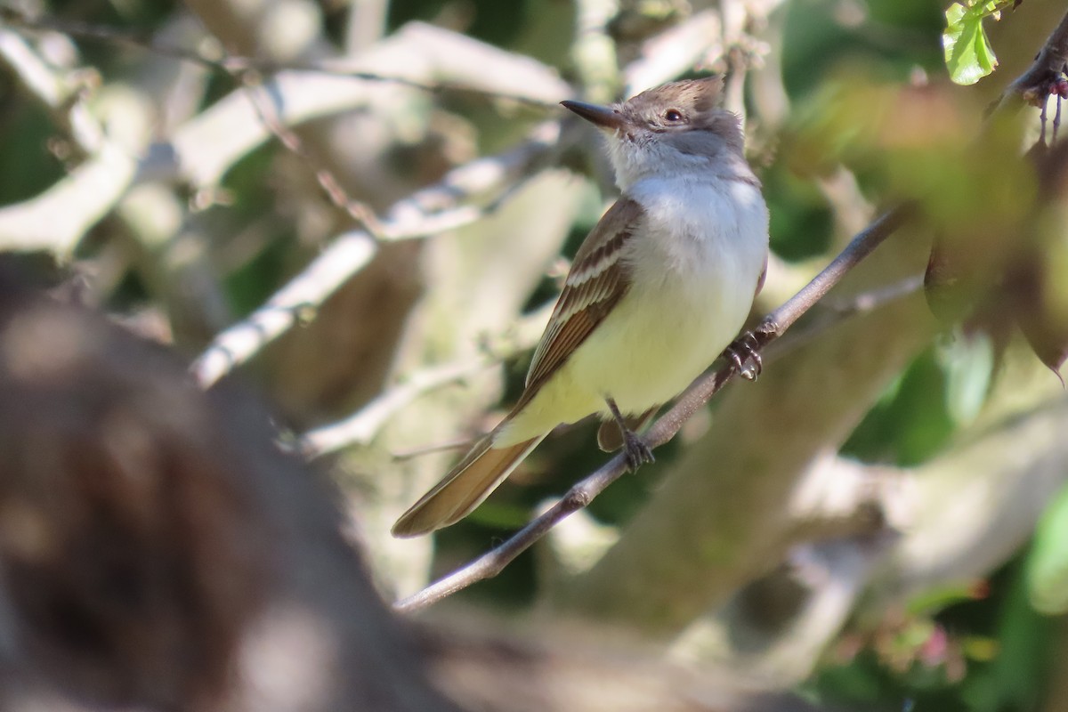 Ash-throated Flycatcher - Becky Turley