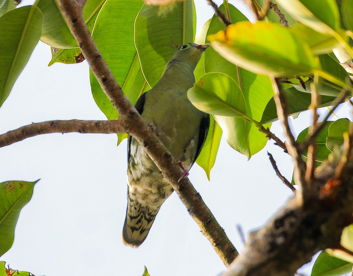 Thick-billed Green-Pigeon - ML618192810