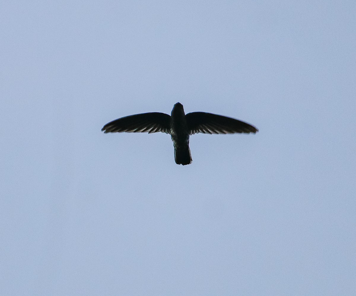 Plume-toed Swiftlet - Neoh Hor Kee