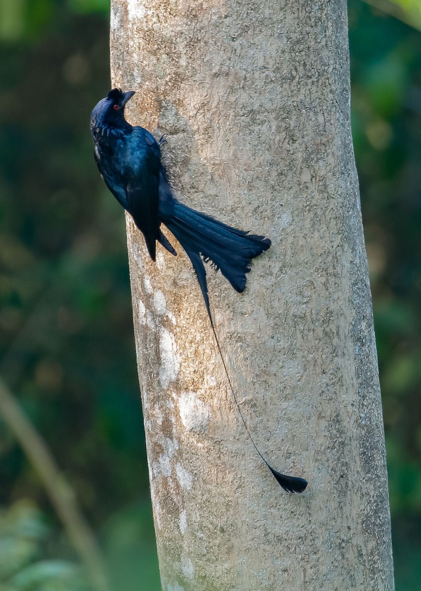 Greater Racket-tailed Drongo - ML618192821