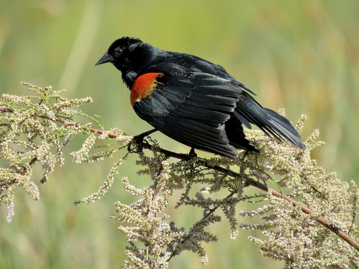 Red-winged Blackbird - ML618192822