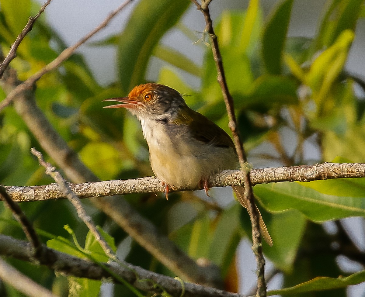 Common Tailorbird - Neoh Hor Kee