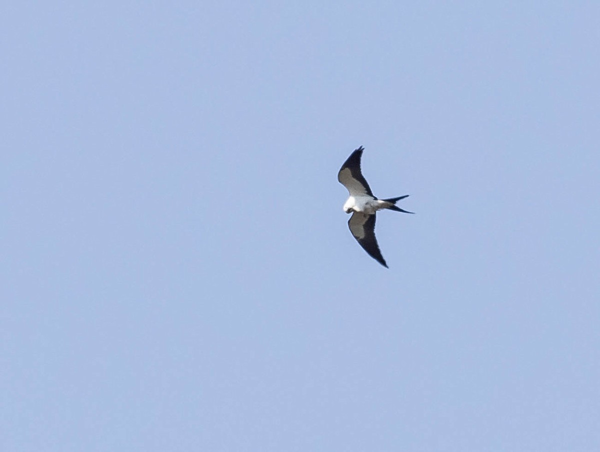 Swallow-tailed Kite - ML618192837