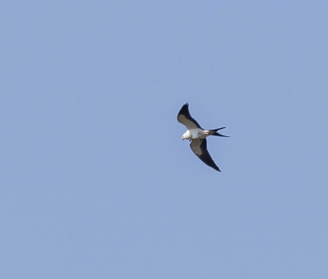 Swallow-tailed Kite - ML618192838