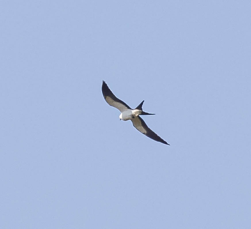Swallow-tailed Kite - ML618192839
