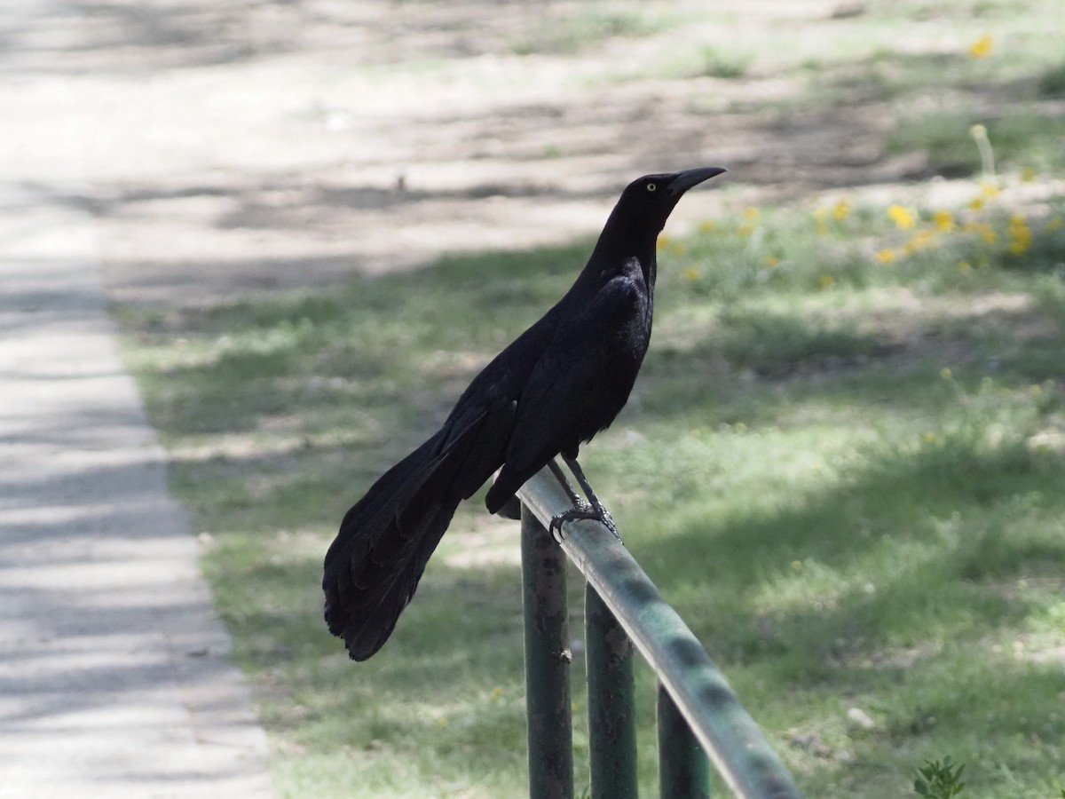 Great-tailed Grackle - ML618192841
