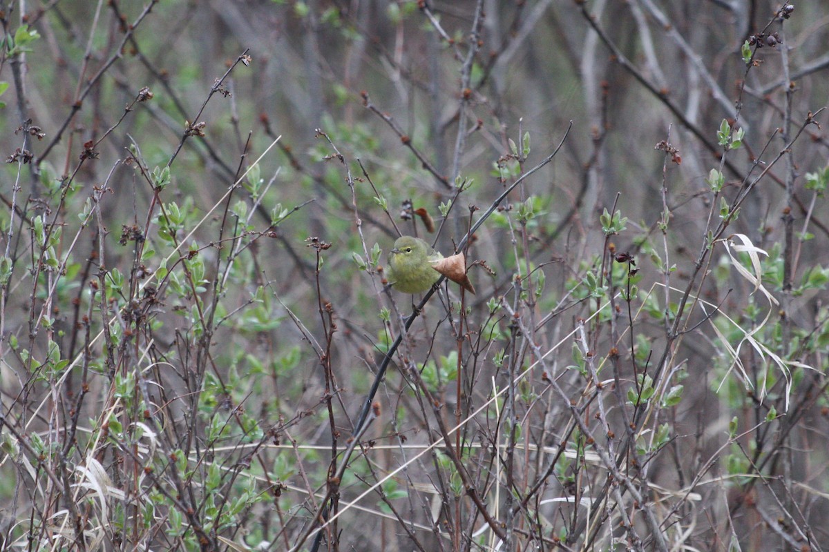Orange-crowned Warbler - ML618192843