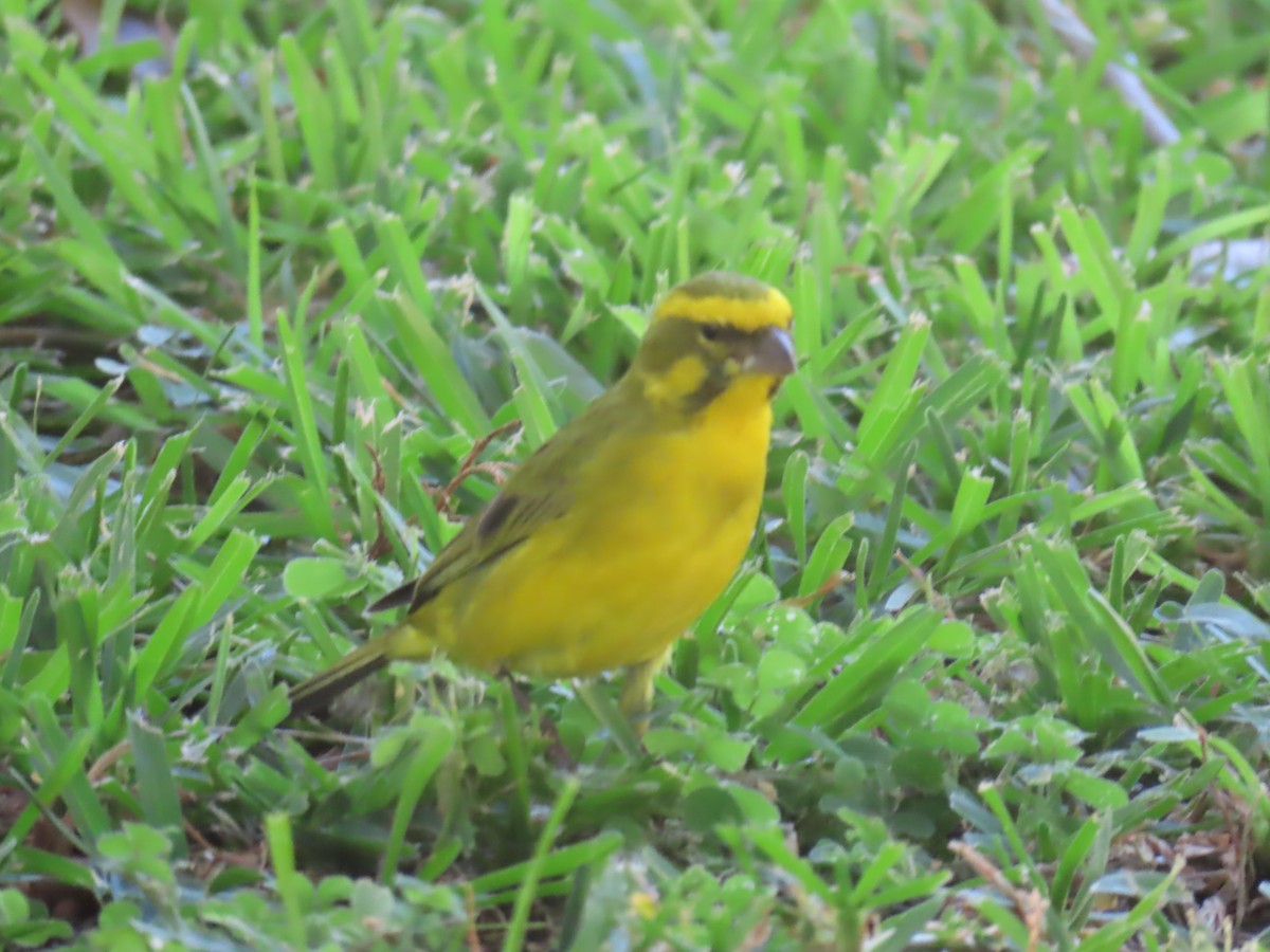 Yellow Canary - Ursula  Mitra