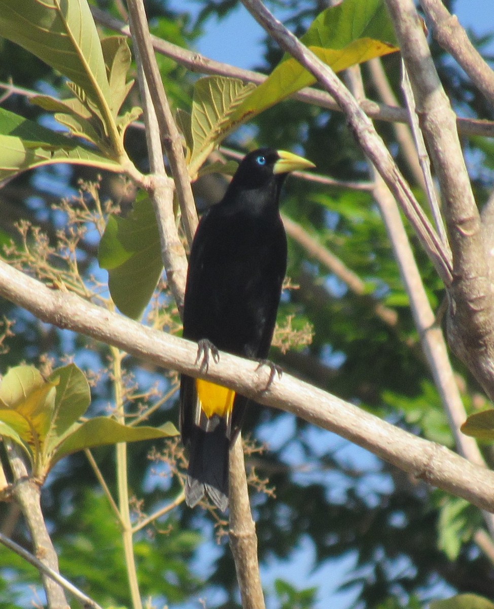 Yellow-rumped Cacique - ML618192893