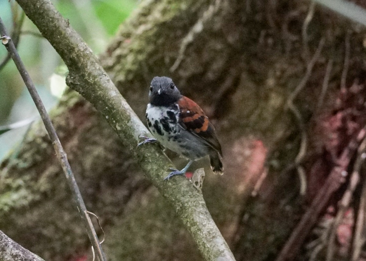 Spotted Antbird - ML618192899
