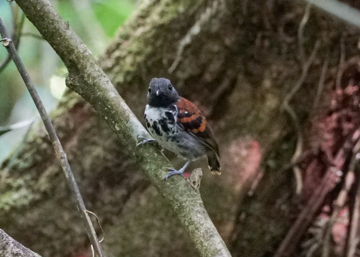 Spotted Antbird - ML618192900