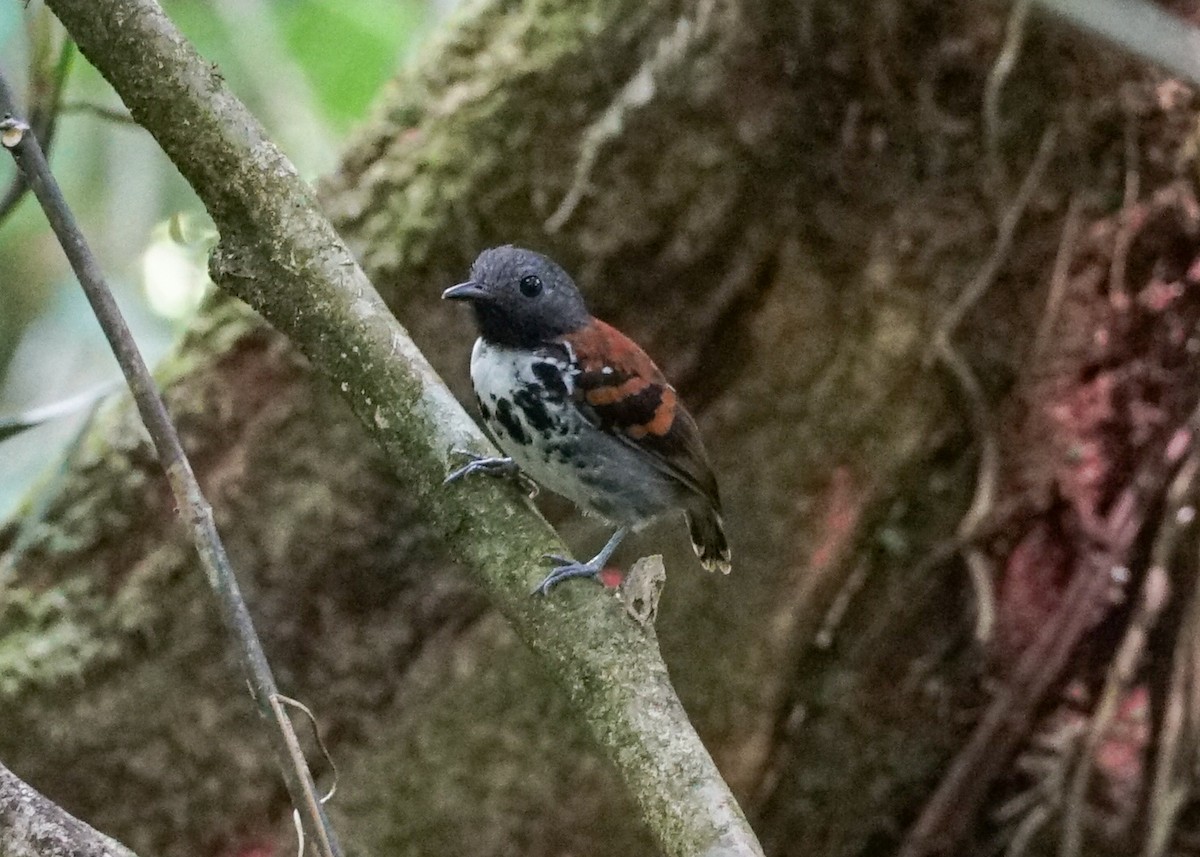 Spotted Antbird - ML618192901