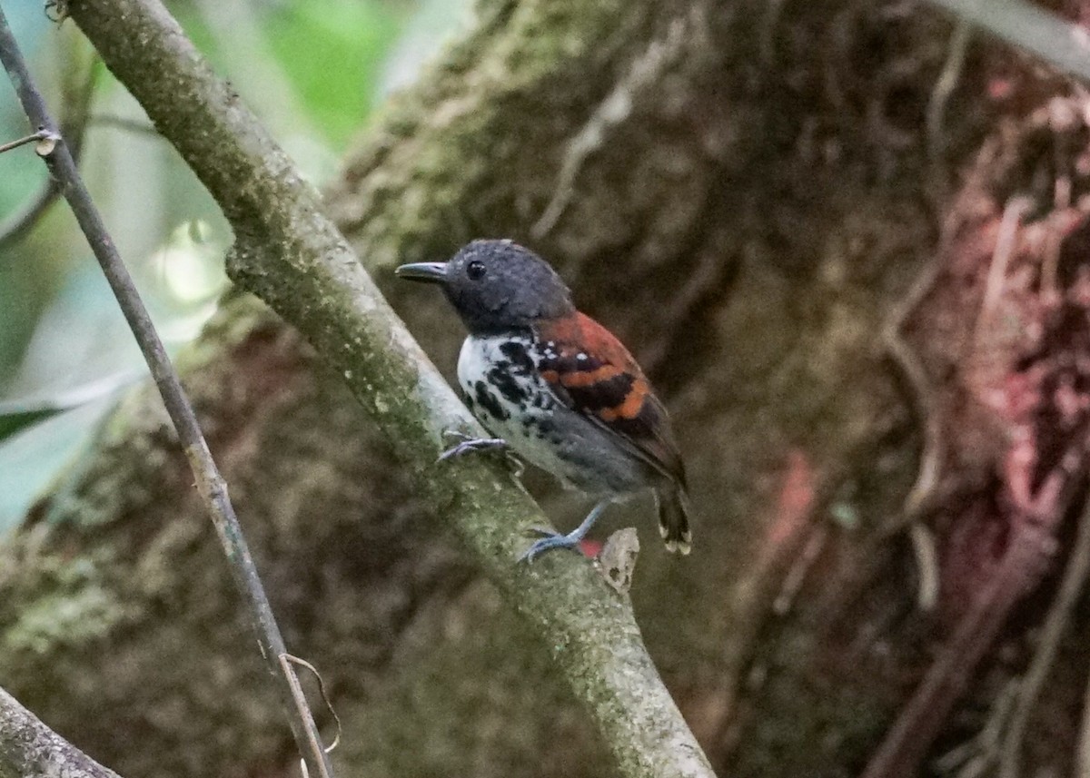 Spotted Antbird - ML618192902