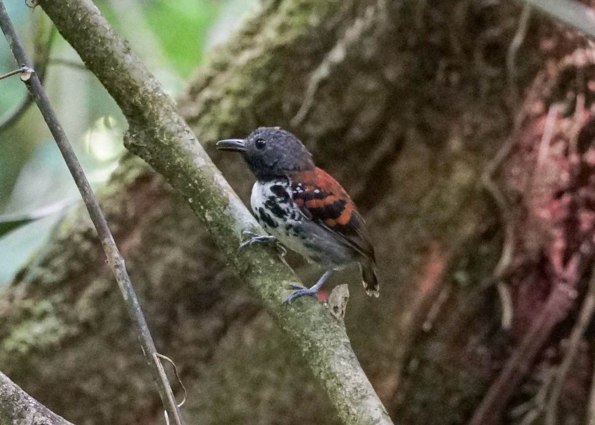 Spotted Antbird - ML618192903