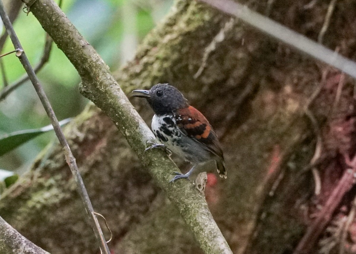 Spotted Antbird - ML618192904