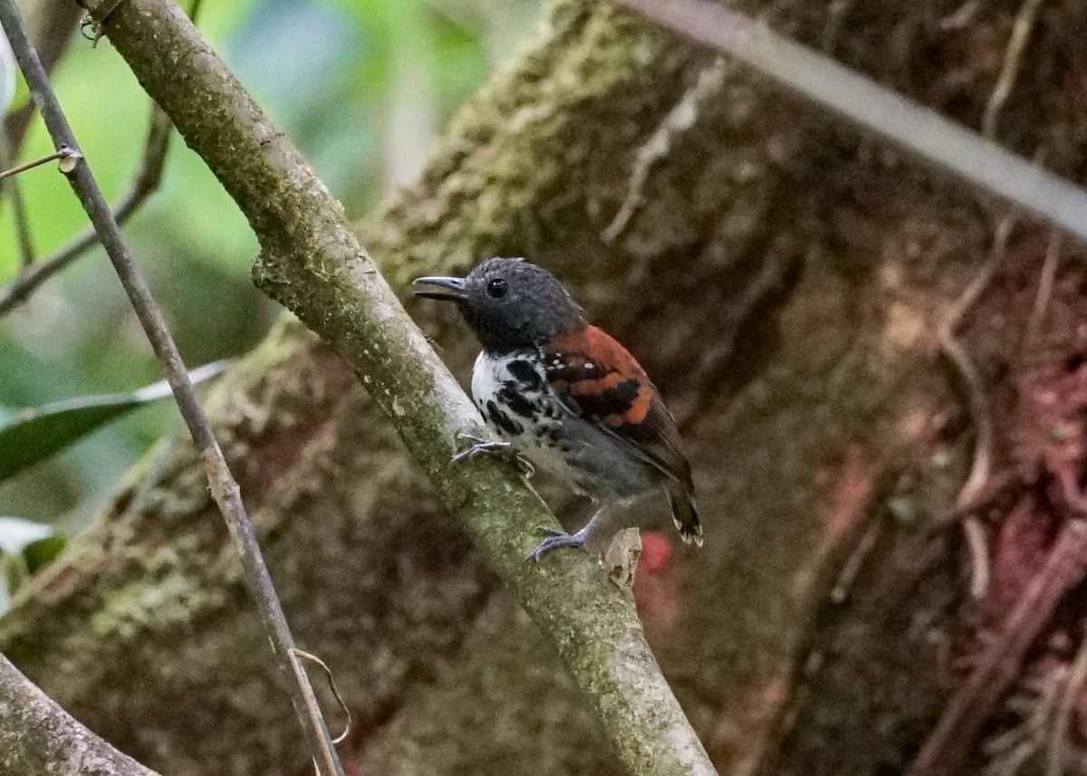 Spotted Antbird - ML618192905