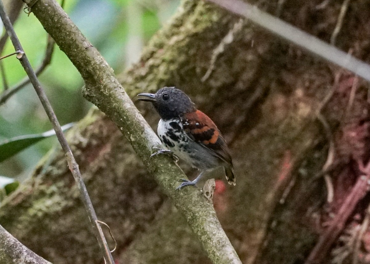 Spotted Antbird - ML618192906