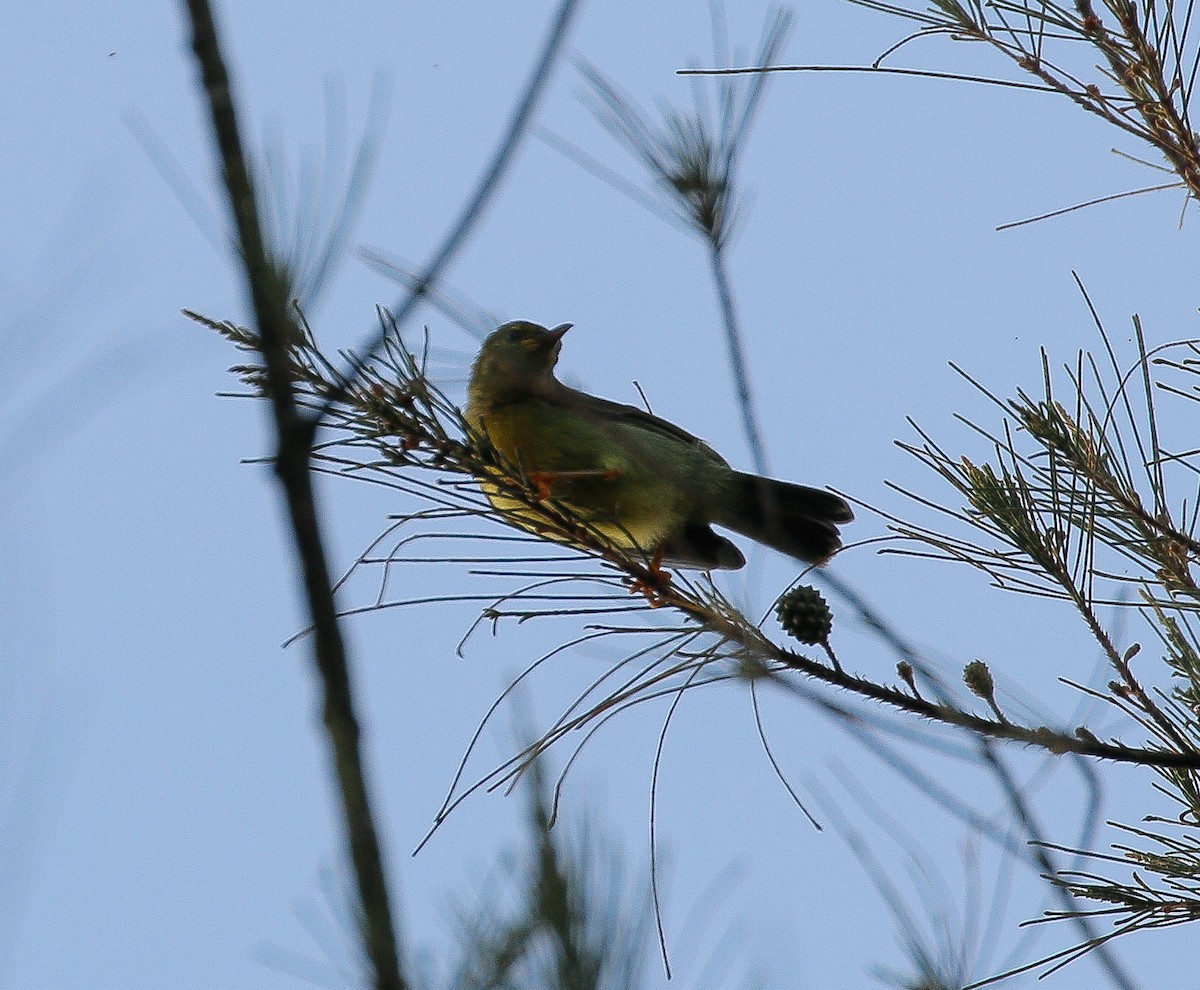 Brown-throated Sunbird - ML618192935