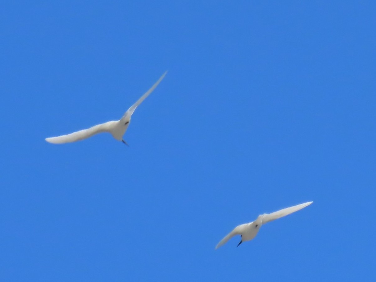 White Tern (Atlantic) - ML618192994