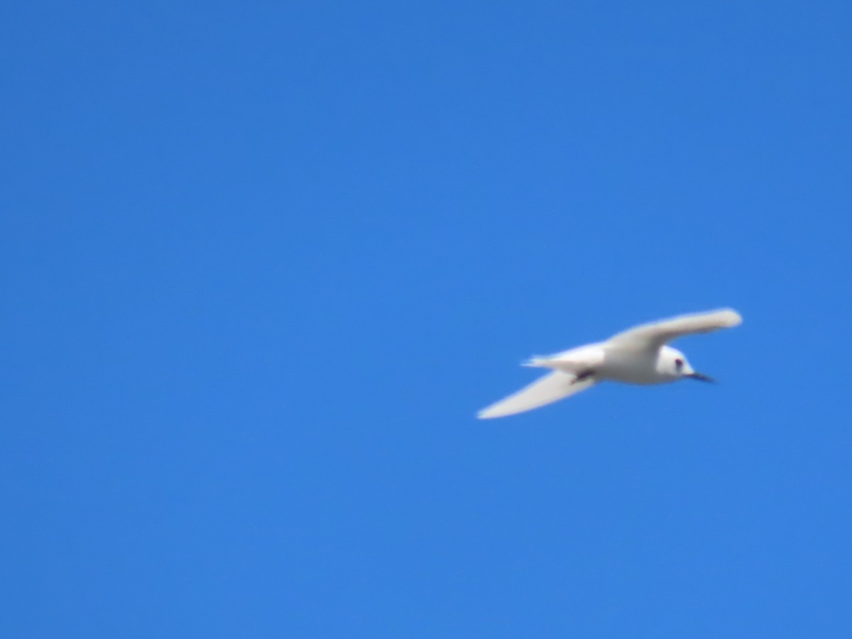 White Tern (Atlantic) - Ursula  Mitra