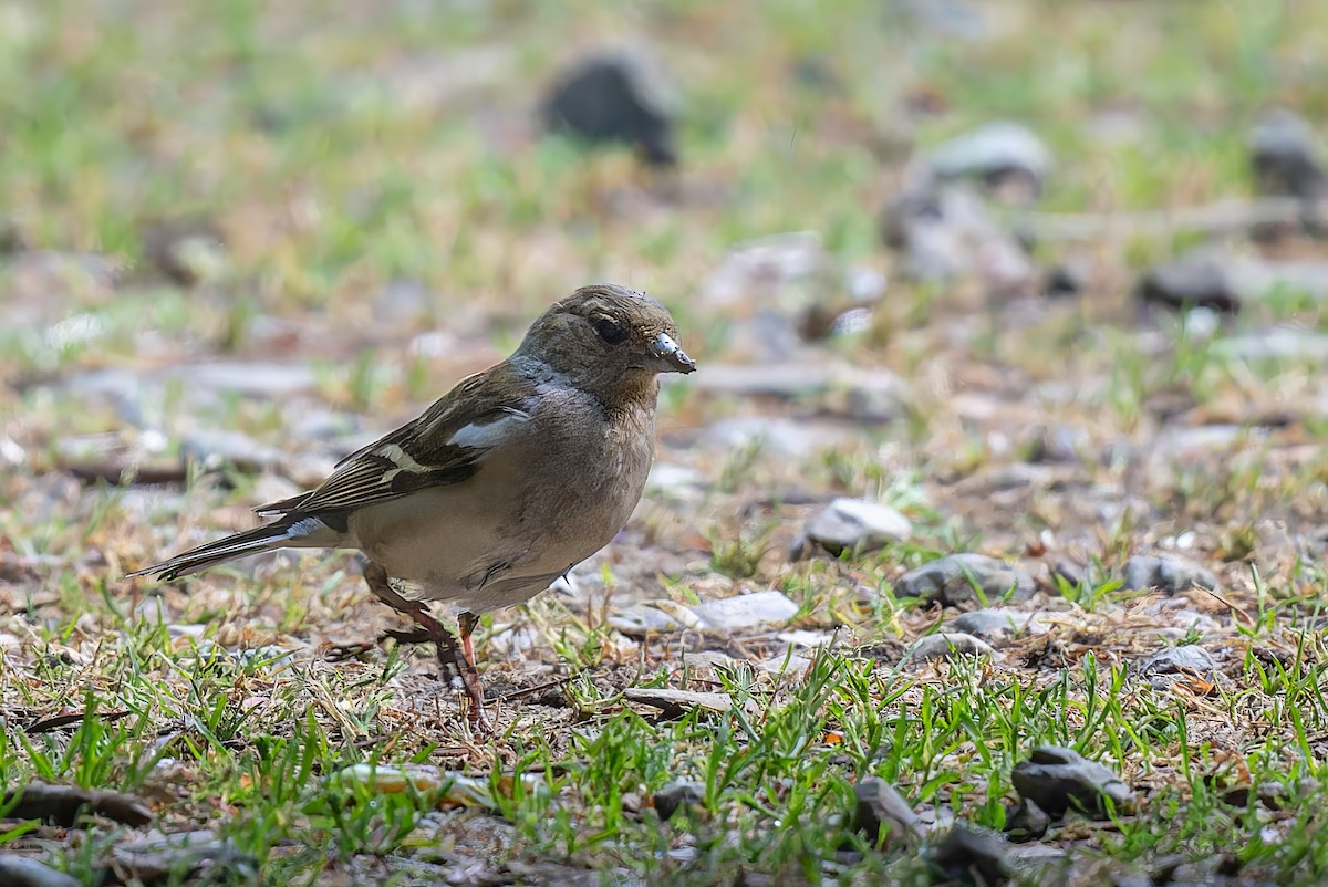 Common Chaffinch - Mitchell Goldfarb
