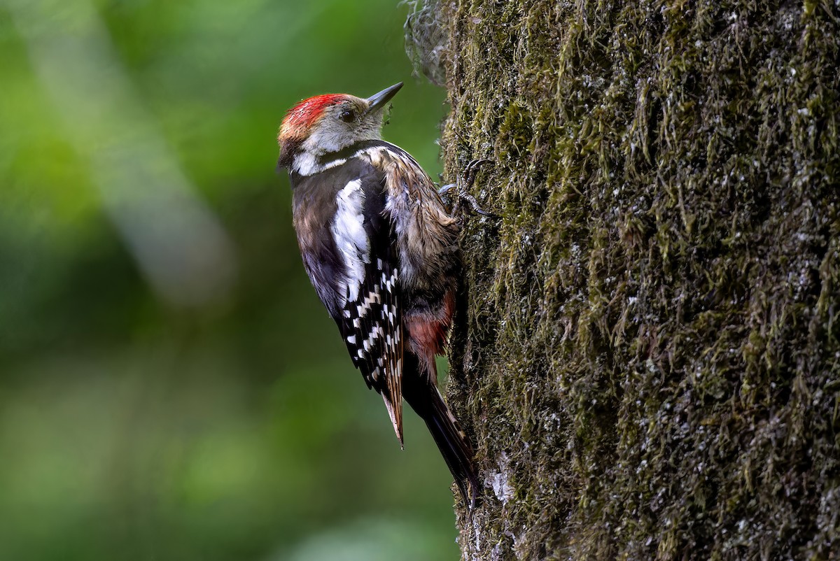 Middle Spotted Woodpecker - Mitchell Goldfarb