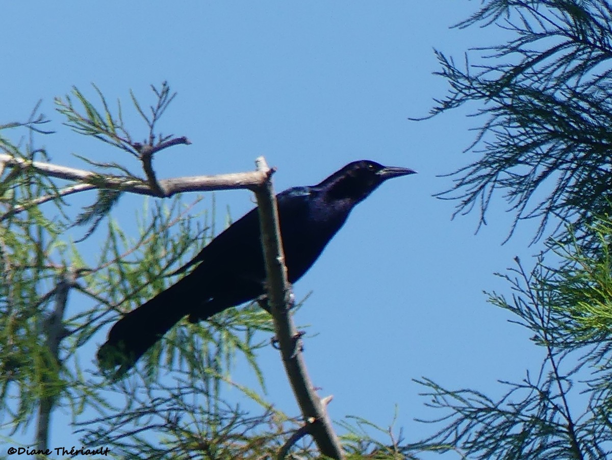 Boat-tailed Grackle - ML618193027