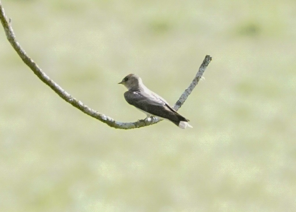 Northern Rough-winged Swallow - Shawn Pfautsch