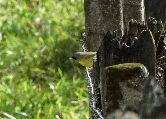 Gray-crowned Yellowthroat - ML618193044
