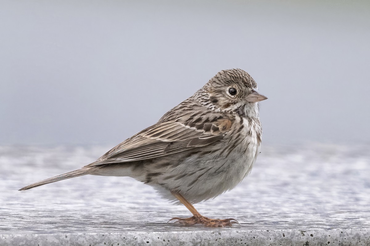 Vesper Sparrow - John Gordon