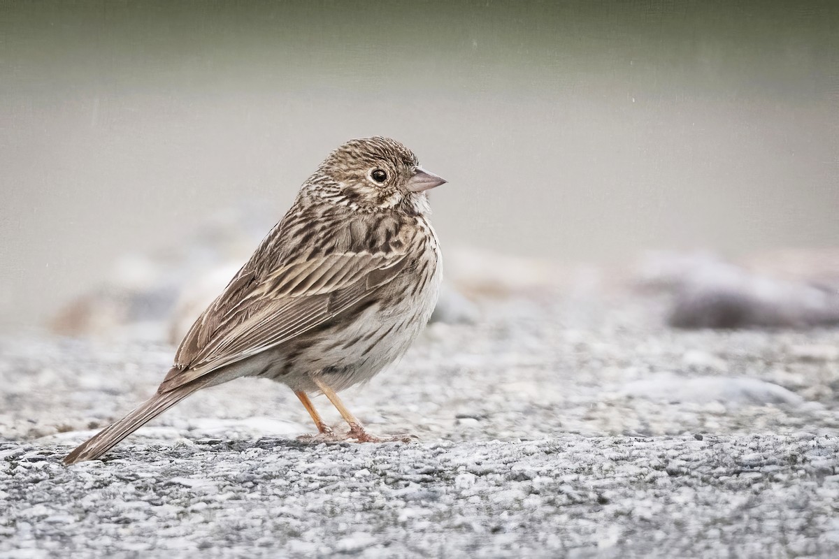 Vesper Sparrow - John Gordon