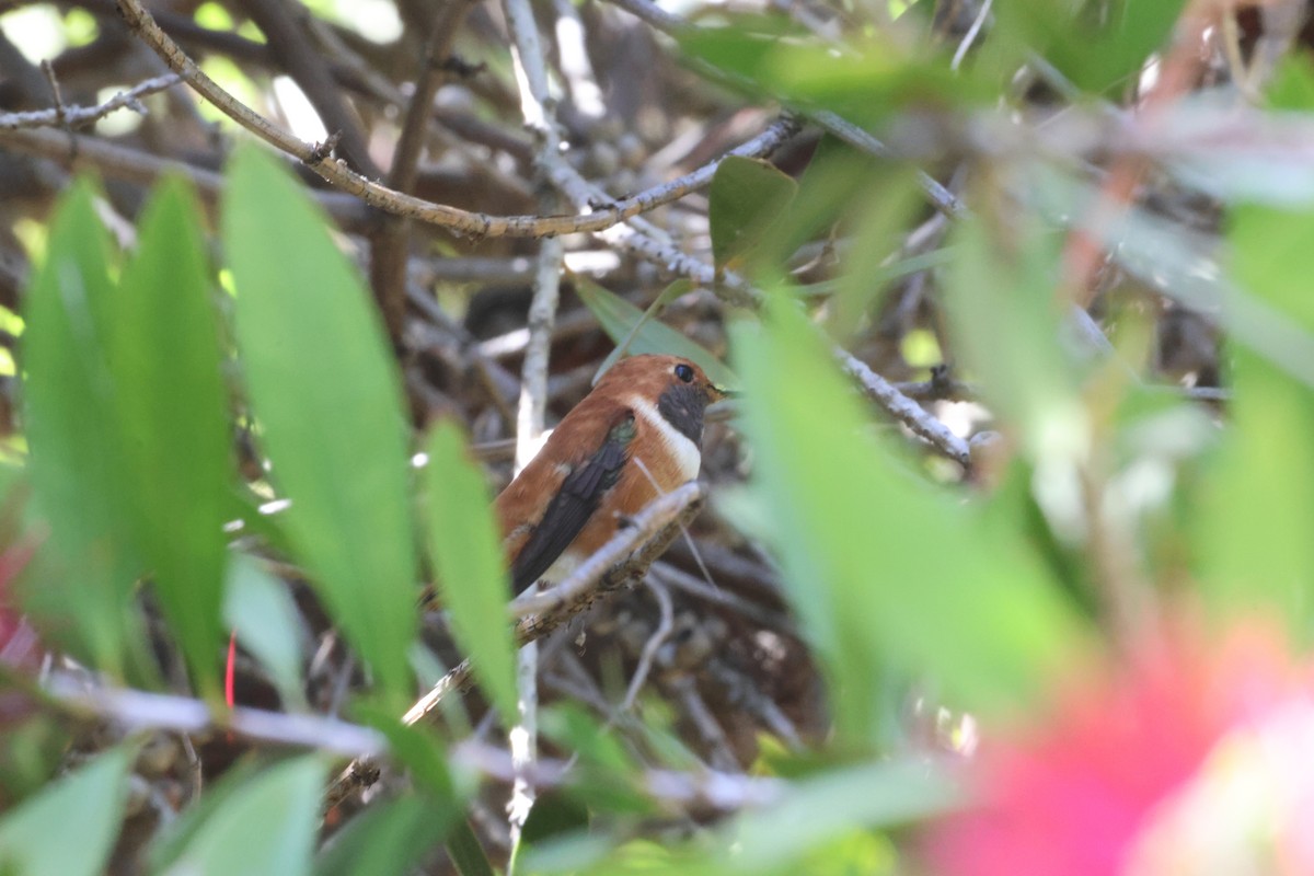 Rufous Hummingbird - ML618193099
