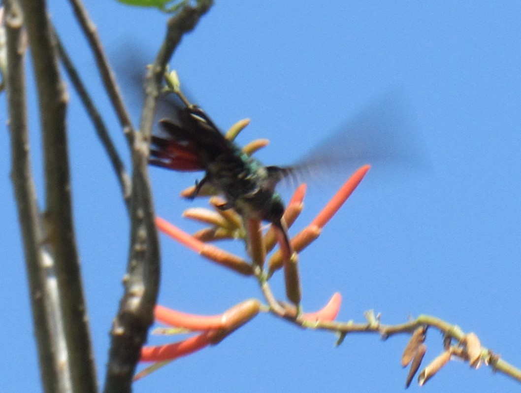 kolibřík panamský - ML618193102