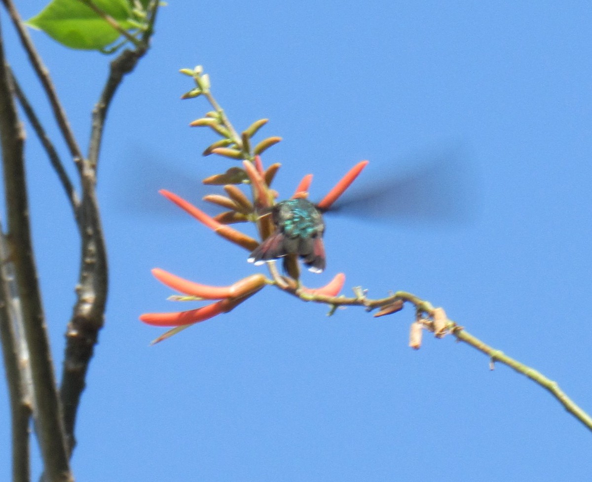 kolibřík panamský - ML618193103