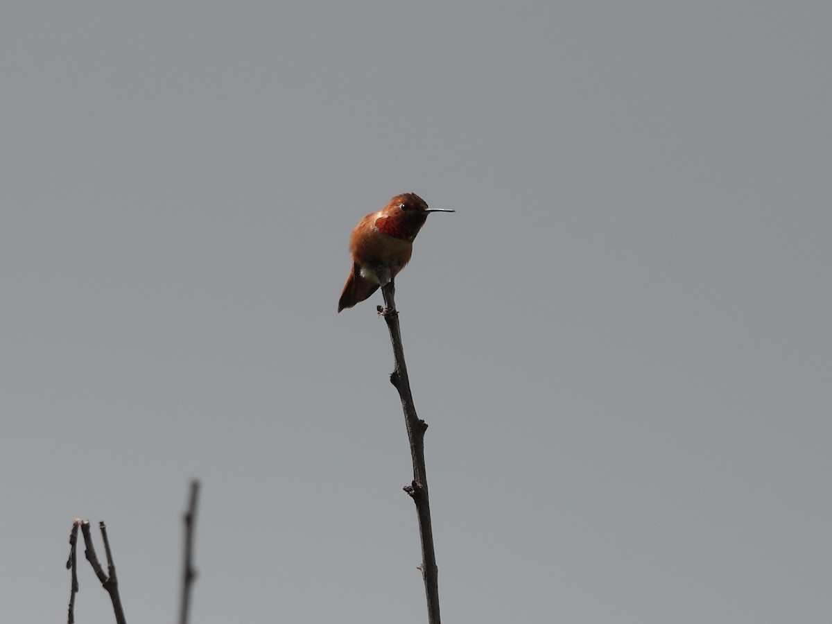 Rufous Hummingbird - ML618193108