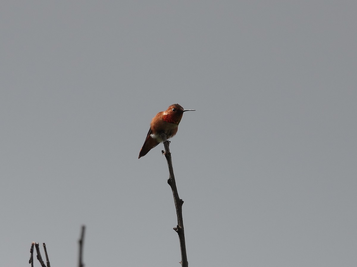 Rufous Hummingbird - ML618193109