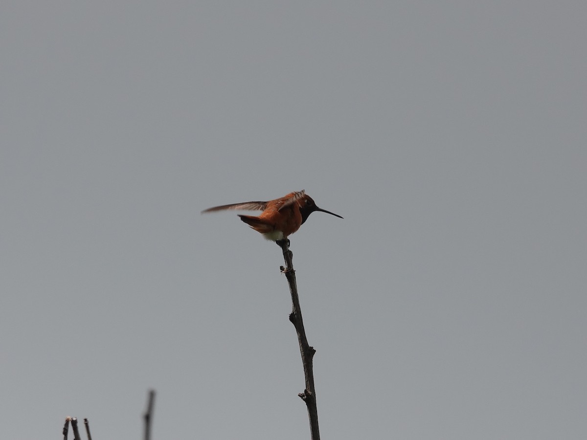 Rufous Hummingbird - ML618193110