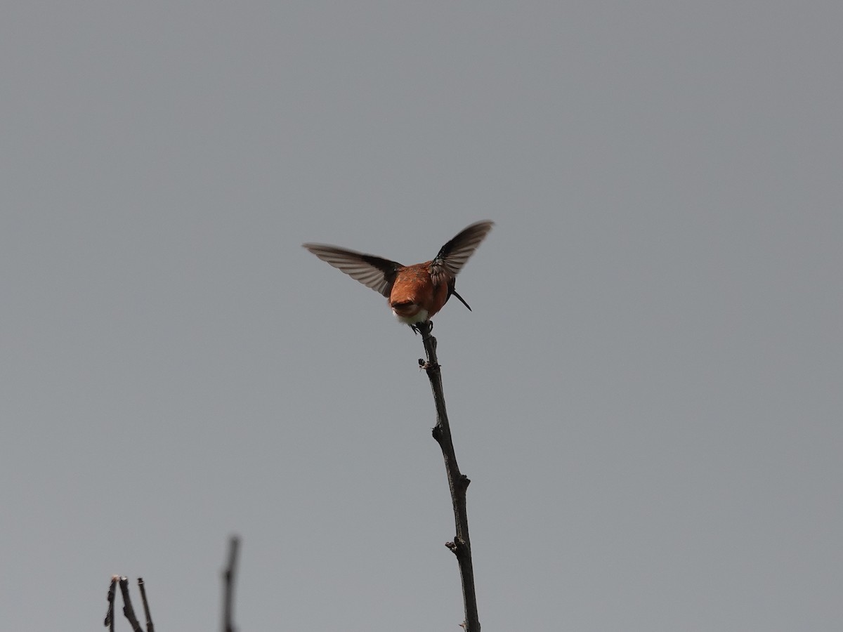 Rufous Hummingbird - ML618193111