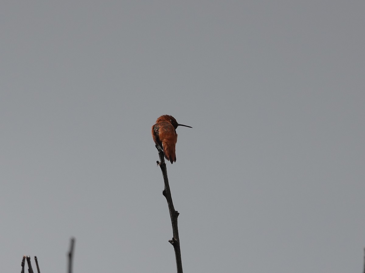 Rufous Hummingbird - ML618193112