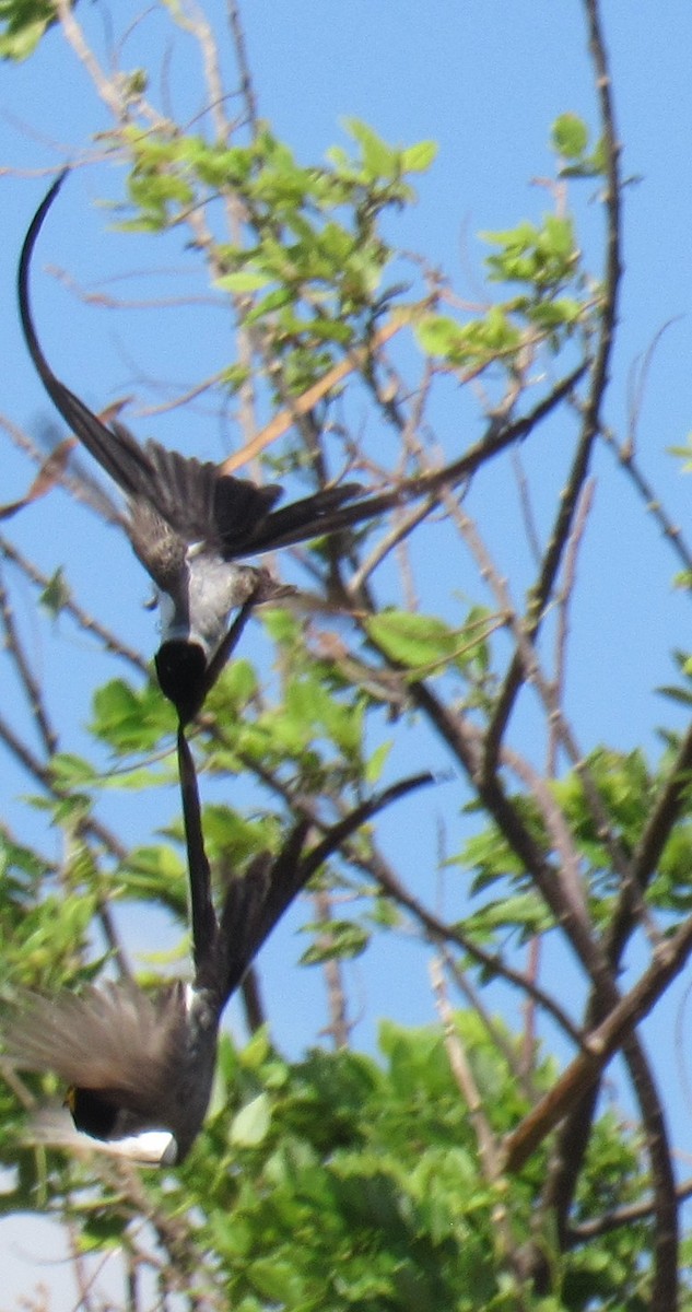 Fork-tailed Flycatcher - ML618193121