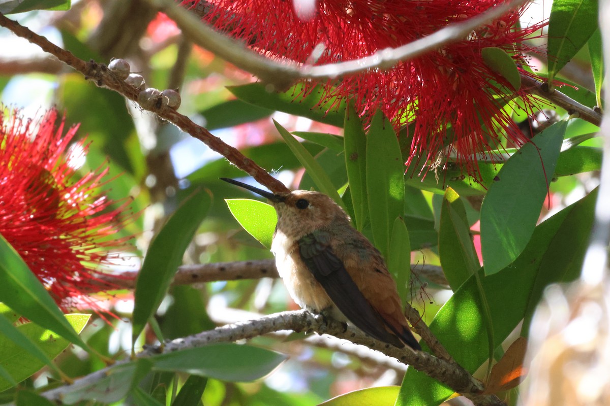 Rufous/Allen's Hummingbird - ML618193124
