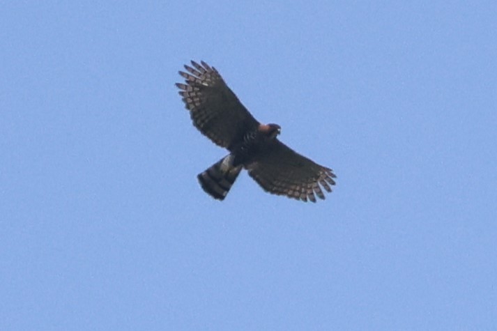 Ornate Hawk-Eagle - ML618193135