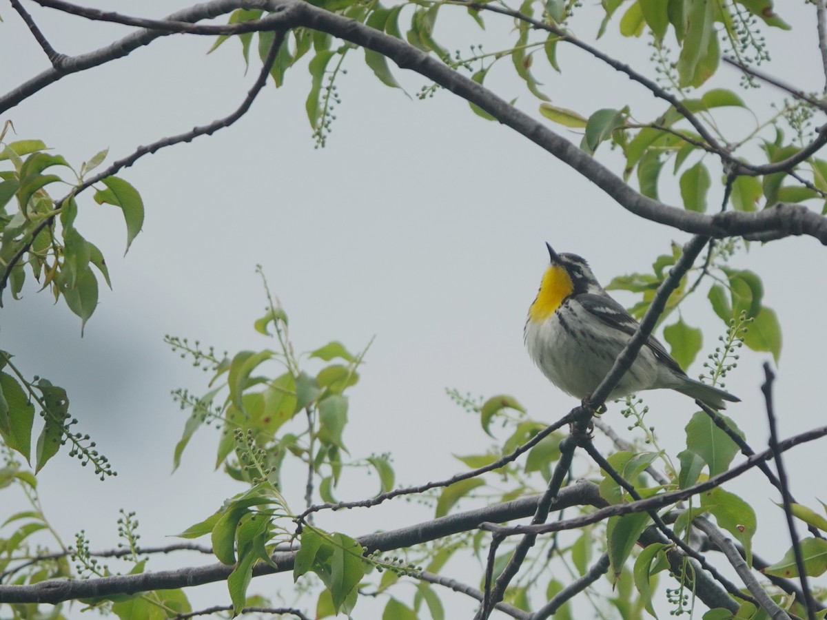 Yellow-throated Warbler - Andre Vu