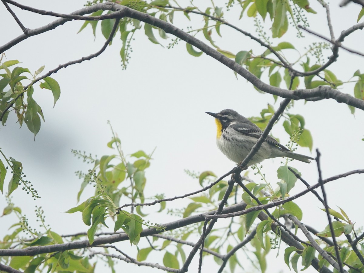 Yellow-throated Warbler - Andre Vu
