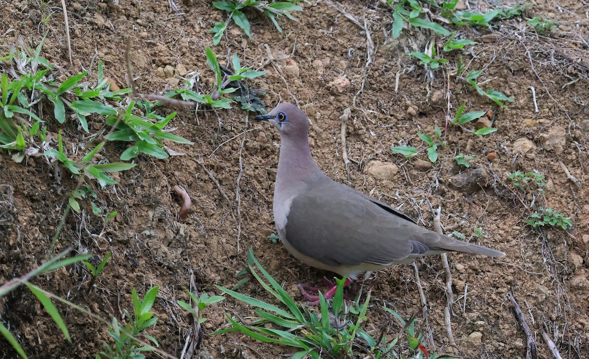 White-tipped Dove - Channa Jayasinghe