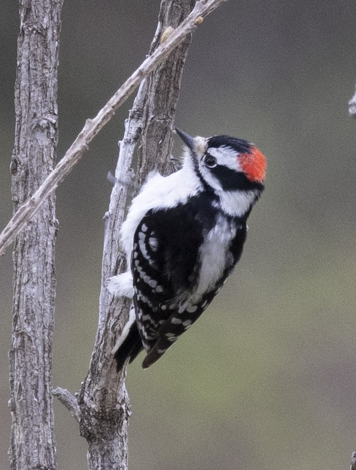 Downy Woodpecker - ML618193233