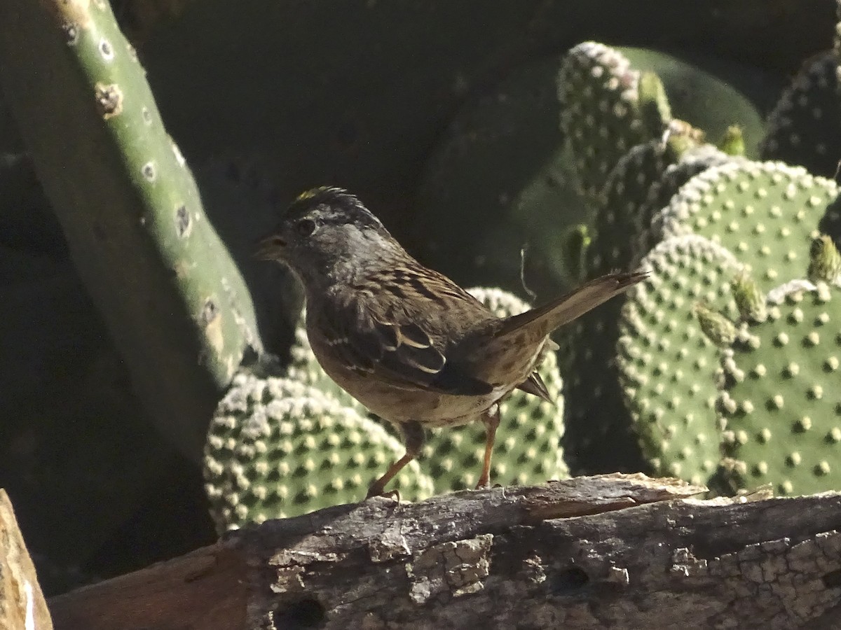 Golden-crowned Sparrow - ML618193236