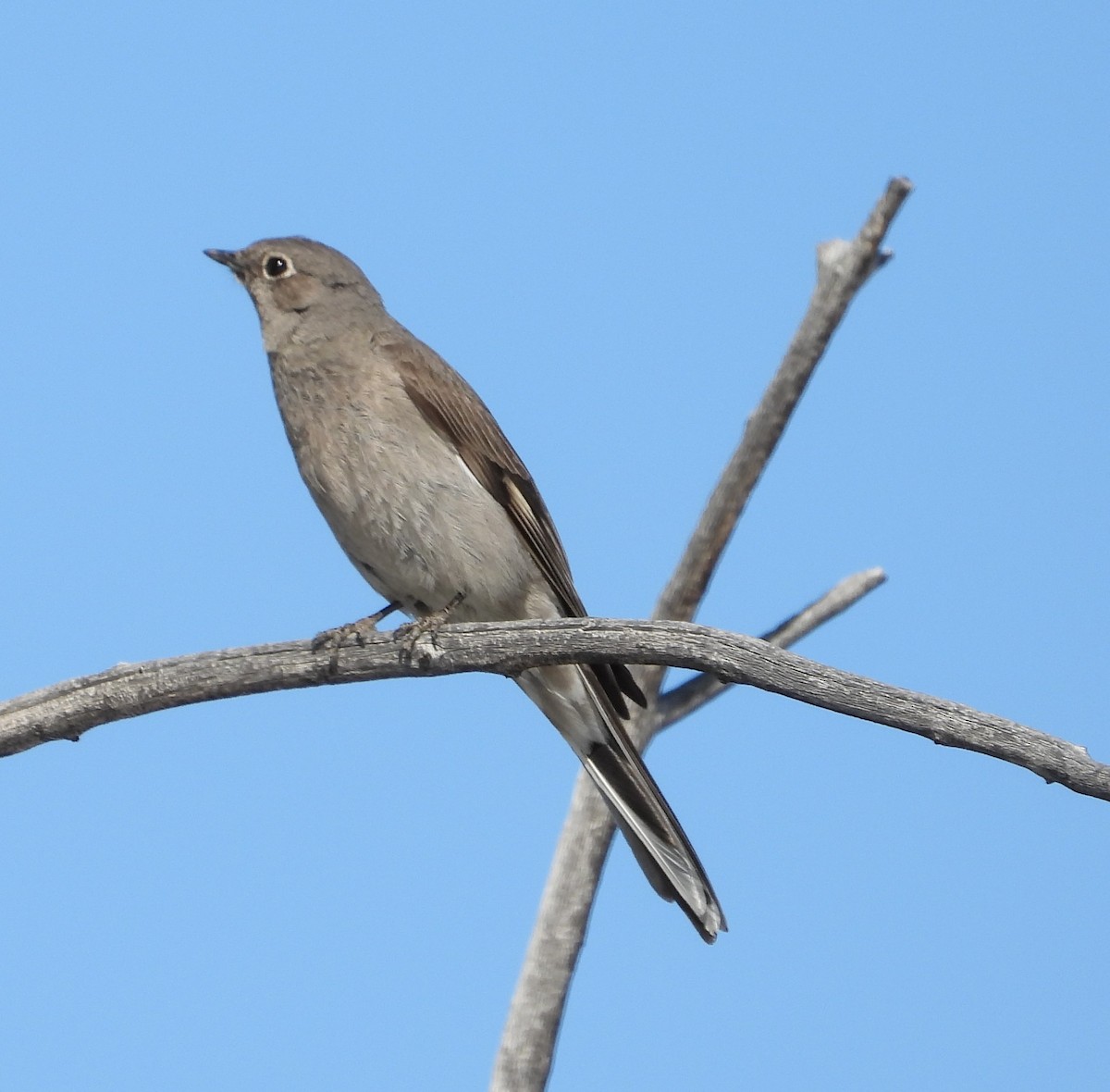 Townsend's Solitaire - ML618193240