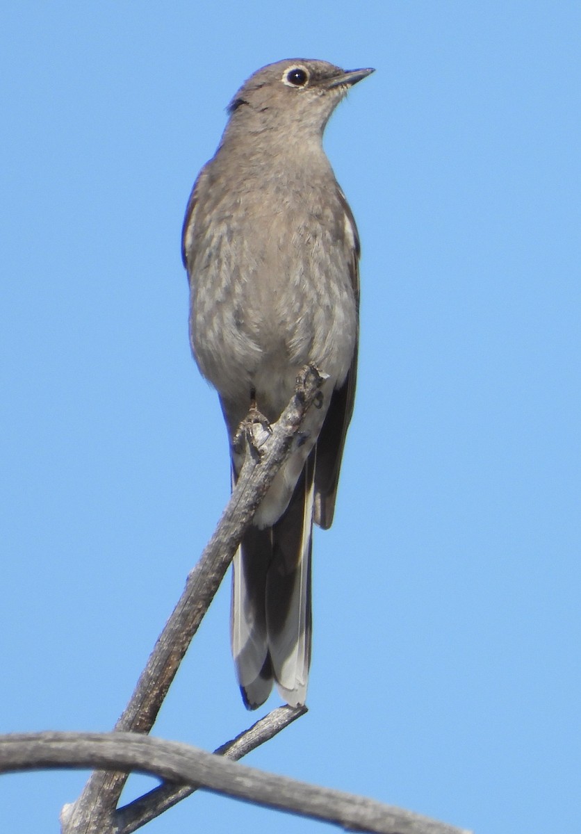 Townsend's Solitaire - ML618193242